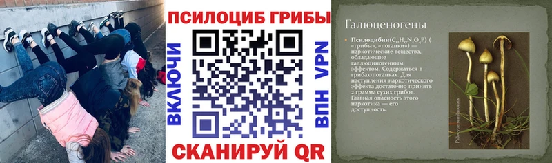 мега ссылки Черняховск Галлюциногенные грибы Psilocybe